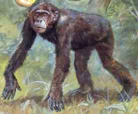 dryopithecus2